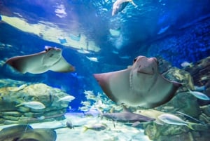 トロント：カナダ・リプリー水族館入場券