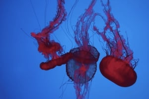 トロント：カナダ・リプリー水族館入場券