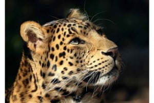 Toronto: Royal Ontario Museum Special Exhibits Voucher