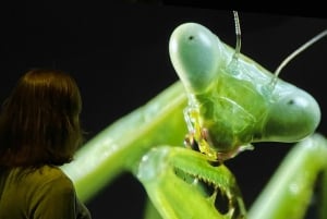 Toronto: Royal Ontario Museum Special Exhibits Voucher