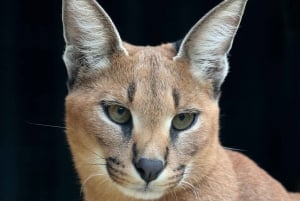 Toronto: Royal Ontario Museum Special Exhibits Voucher