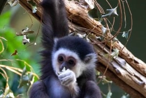 Toronto : billet d'entrée au zoo de Toronto
