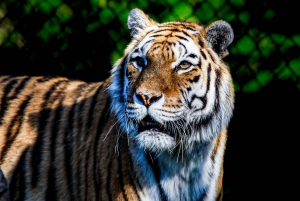 Toronto : billet d'entrée au zoo de Toronto