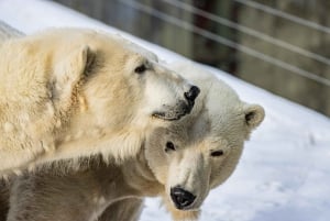 Toronto : billet d'entrée au zoo de Toronto