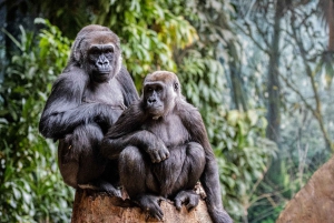 Toronto : billet d'entrée au zoo de Toronto