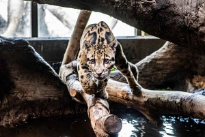 Toronto : billet d'entrée au zoo de Toronto