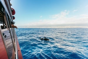 Adeje: Whale and Dolphin Watching Cruise with Lunch and Swim