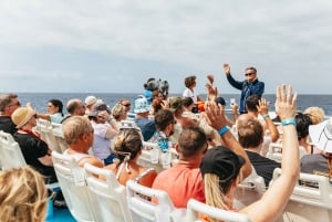 Adeje: Whale and Dolphin Watching Cruise with Lunch and Swim