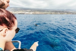 Adeje: Whale and Dolphin Watching Cruise with Lunch and Swim