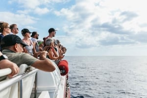 Adeje: Whale and Dolphin Watching Cruise with Lunch and Swim