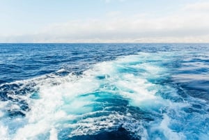 Adeje: Whale and Dolphin Watching Cruise with Lunch and Swim