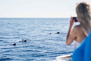 Adeje: Whale and Dolphin Watching Cruise with Lunch and Swim