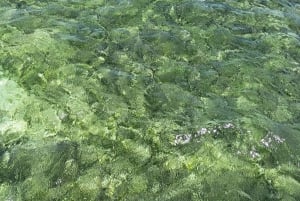 Buccoo Reef and Nylon Pool Adventure