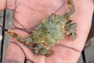 Buccoo Reef and Nylon Pool Adventure