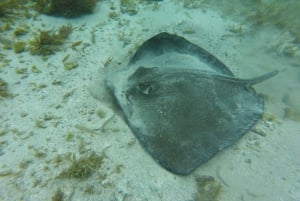 Buccoo Reef and Nylon Pool Adventure