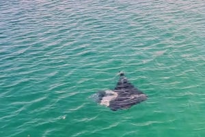 Excursion à Buccoo Reef et Nylon Pool avec le capitaine Phillips