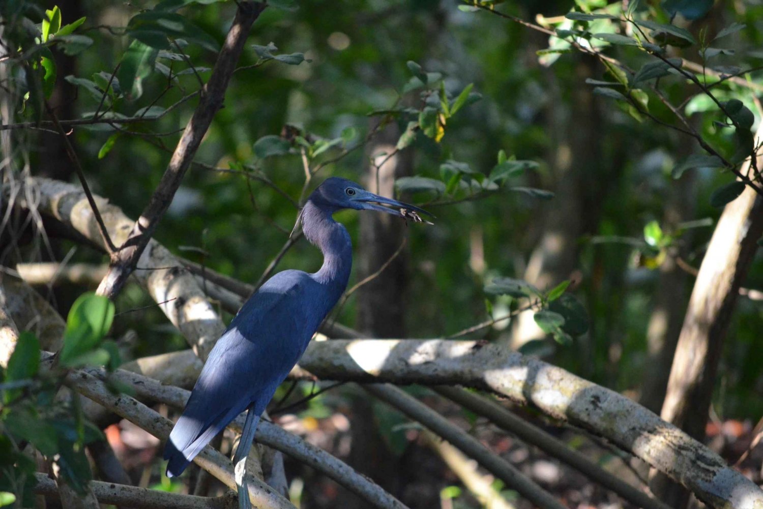 Caroni Bird Sanctuary: Wetlands Kayaking