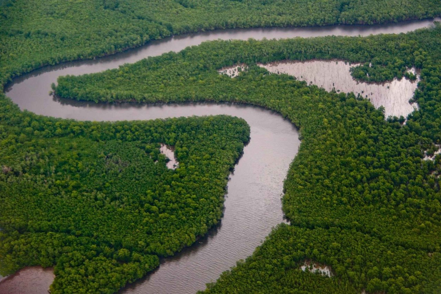 Caroni Bird Sanctuary: Wetlands Kayaking