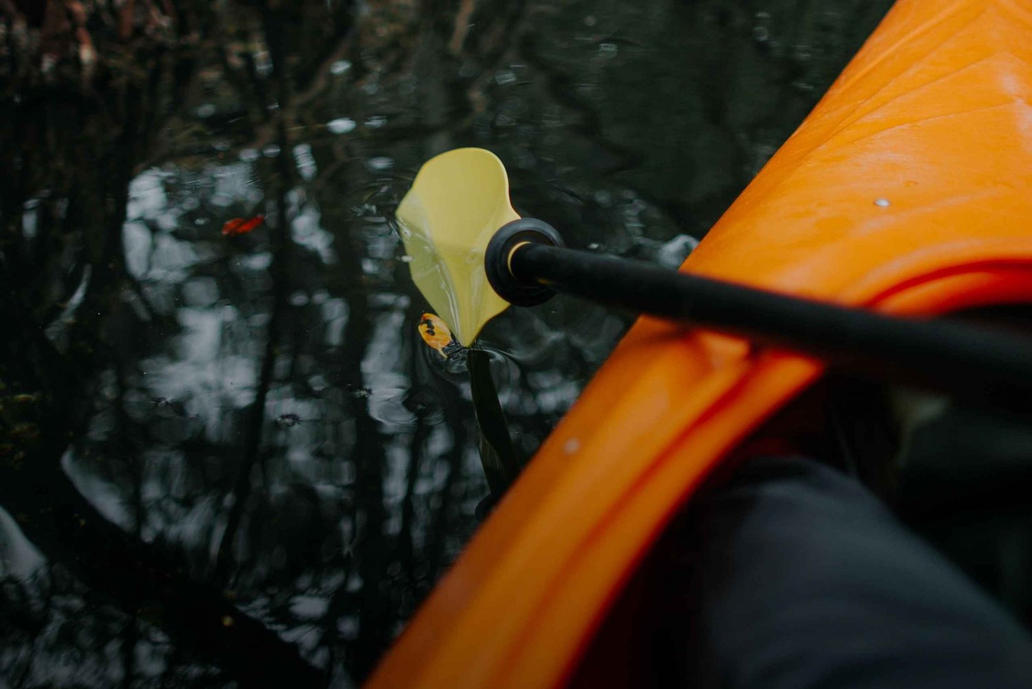 Caroni Bird Sanctuary: Wetlands Kayaking