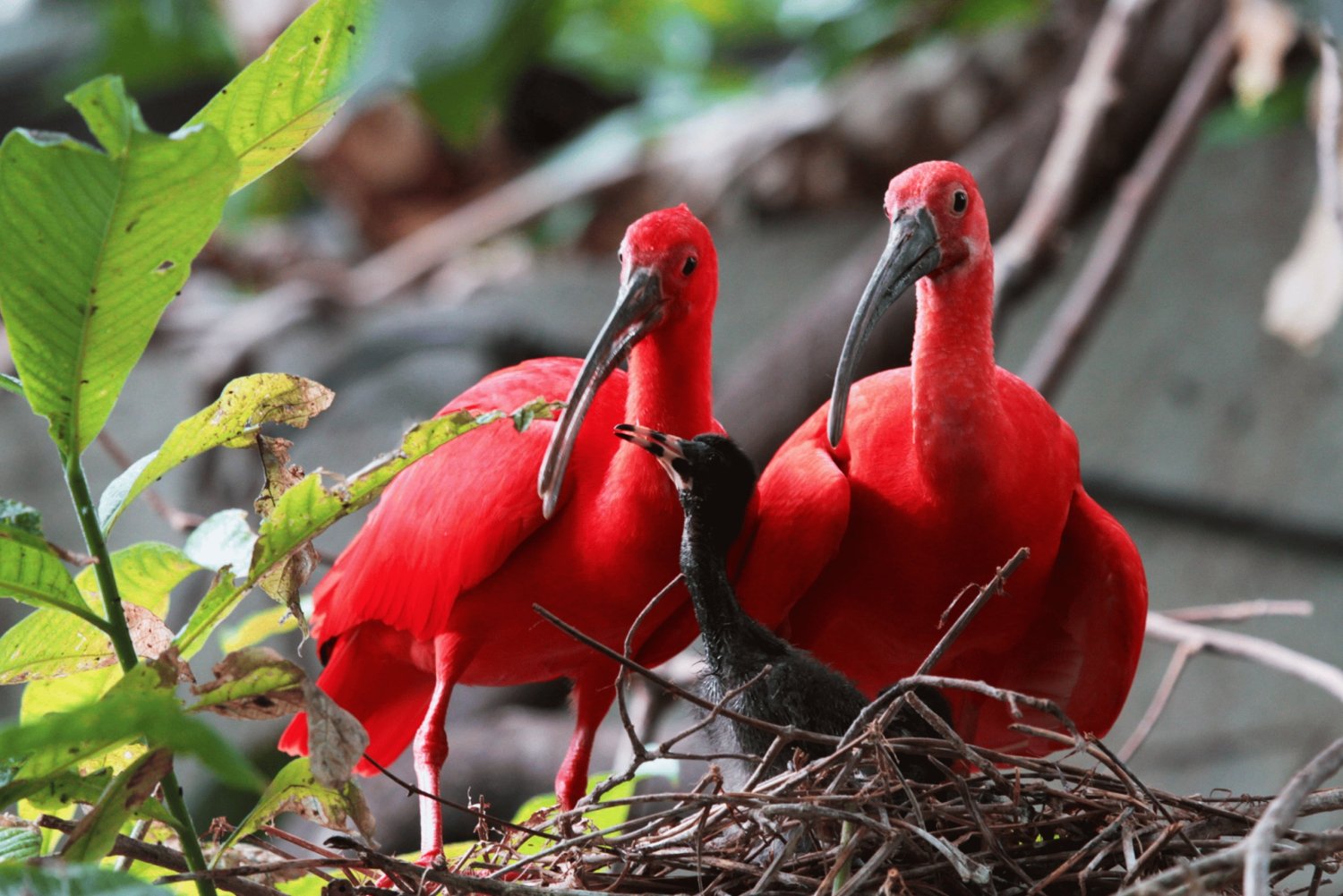 Caroni Bird Sanctuary: Wetlands Kayaking