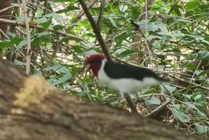 Caroni Bird Sanctuary: Wycieczka po dzikich bagnach.