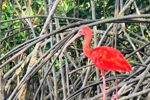 Caroni Bird Sanctuary: Wildlife swamp tour.