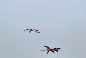 Sanctuaire d'oiseaux de Caroni : Excursion dans les marais.