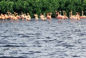 Sanctuaire d'oiseaux de Caroni : Excursion dans les marais.