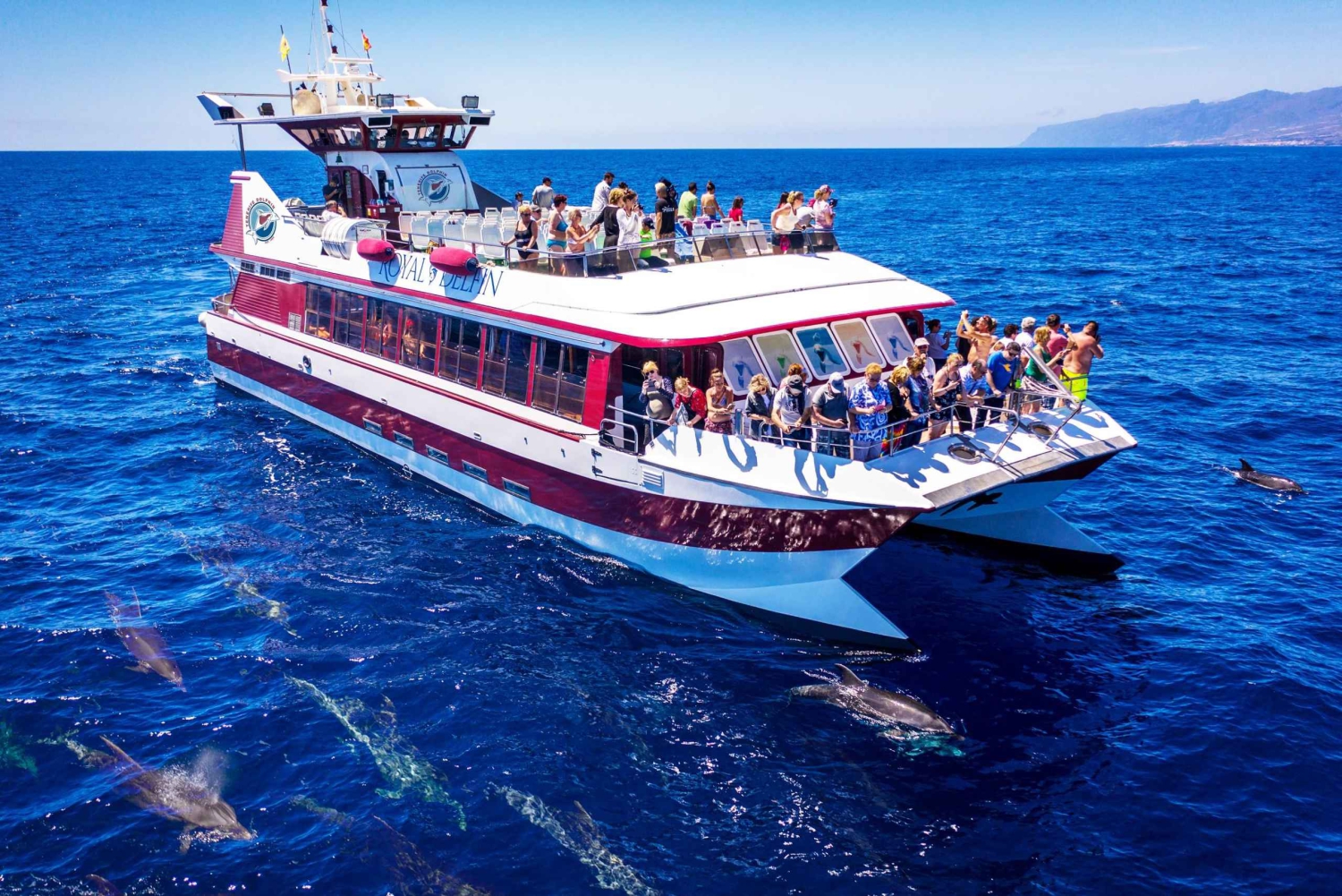 Costa Adeje Whale Dolphin Submarine Vision Mini Cruise Trinidad And Costa Adeje Whale Dolphin Submarine Vision Mini Cruise Trinidad And