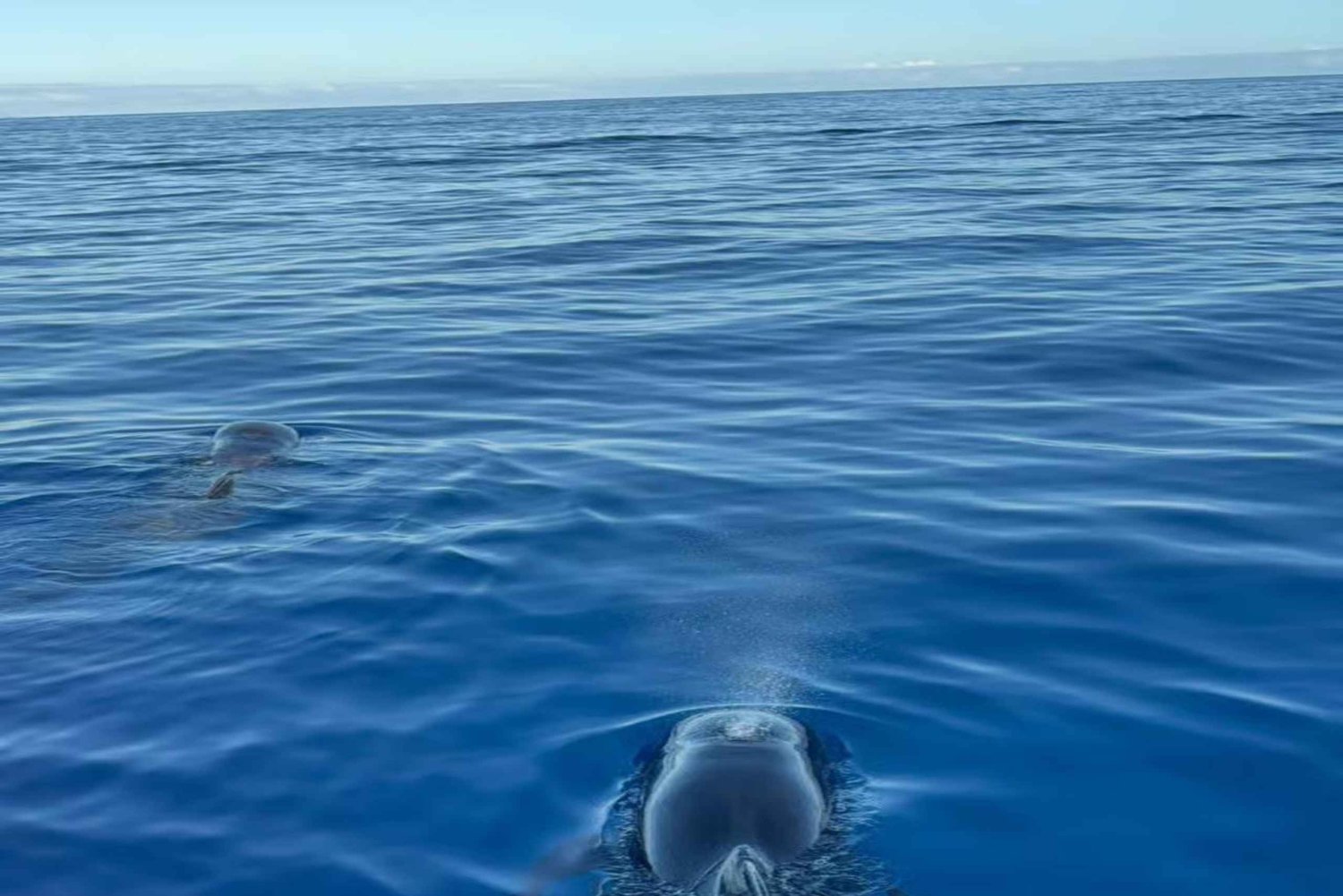 Los Cristianos: Eco-Yacht Whale Watching Cruise with Swim