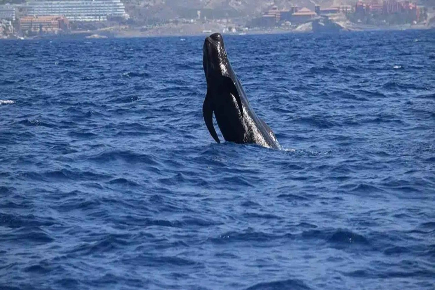 Los Cristianos: Eco-Yacht Whale Watching Cruise with Swim