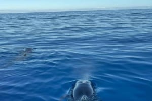 Los Cristianos: Eco-Yacht Whale Watching Cruise with Swim