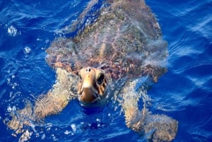 Los Cristianos: Eco-Yacht Whale Watching Cruise with Swim