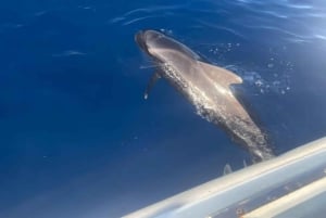 Los Cristianos: Eco-Yacht Whale Watching Cruise with Swim