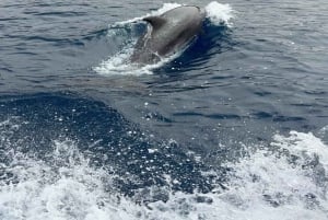 Los Cristianos: Eco-Yacht Whale Watching Cruise with Swim