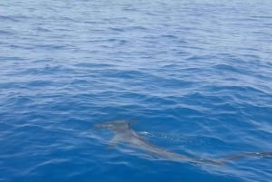 Los Cristianos: Eco-Yacht Whale Watching Cruise with Swim