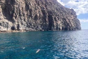 Los Cristianos: Eco-Yacht Whale Watching Cruise with Swim