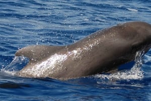 Los Cristianos: Eco-Yacht Whale Watching Cruise with Swim