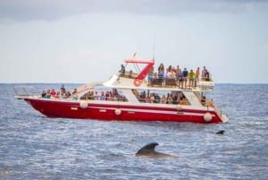 Los Cristianos: Eco-Yacht Whale Watching Cruise with Swim