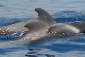 Los Cristianos: Eco-Yacht Whale Watching Cruise with Swim