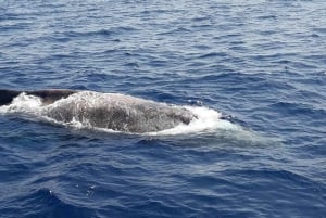 Los Cristianos: Eco-Yacht Whale Watching Cruise with Swim