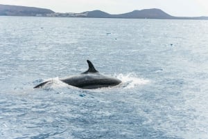 Los Cristianos: Eco-Yacht Whale Watching Cruise with Swim