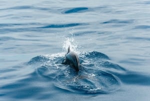 Los Cristianos: Eco-Yacht Whale Watching Cruise with Swim
