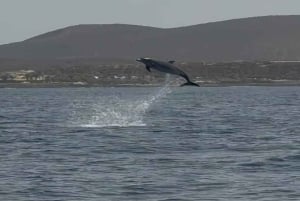 Los Cristianos: Eco-Yacht Whale Watching Cruise with Swim