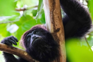 Nariva Swamp: Monkey Viewing Experience
