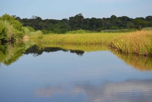 Nariva Swamp: Monkey Viewing Experience