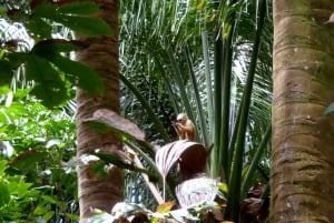 Nariva Swamp: Monkey Viewing Experience
