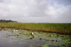 Nariva Swamp: Monkey Viewing Experience