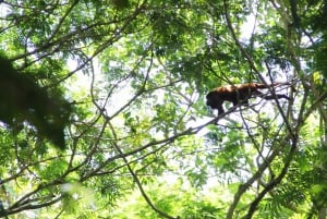 Nariva Swamp: Monkey Viewing Experience