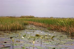 Nariva Swamp: Monkey Viewing Experience